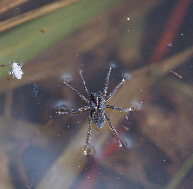 Pardosa