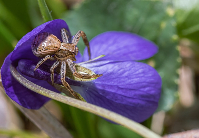 Xysticus