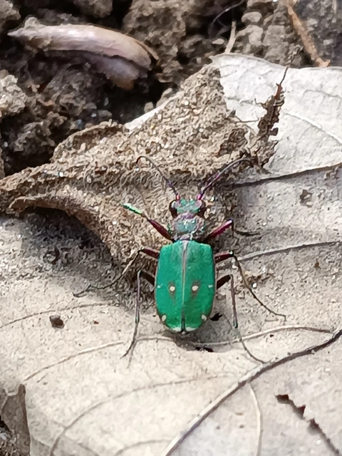 Cicindela campestris - mezei homokfutrinka