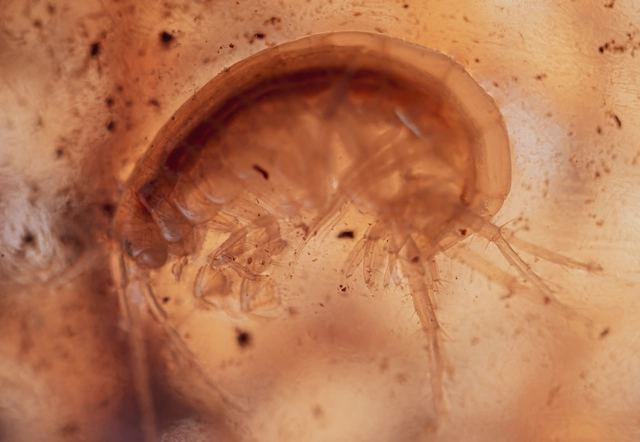 Crustacea - Rákok