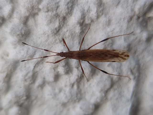 Berytinus