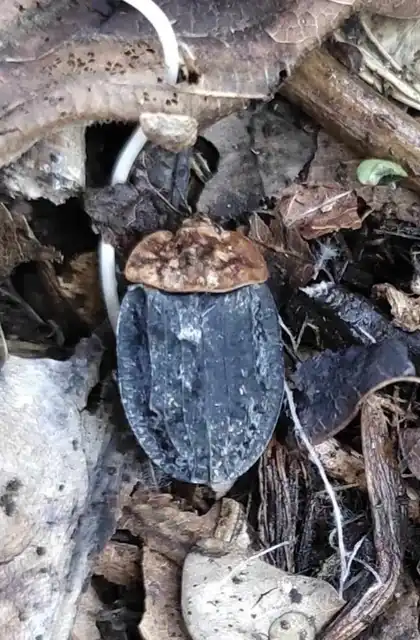 Oiceoptoma thoracicum - vörösnyakú dögbogár