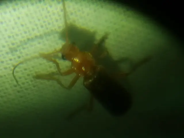 Cantharis rufa - rőt lágybogár