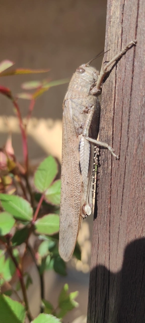 Anacridium aegyptium - egyiptomi sáska
