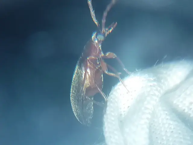 Hymenalia rufipes - rőtlábú alkonybogár