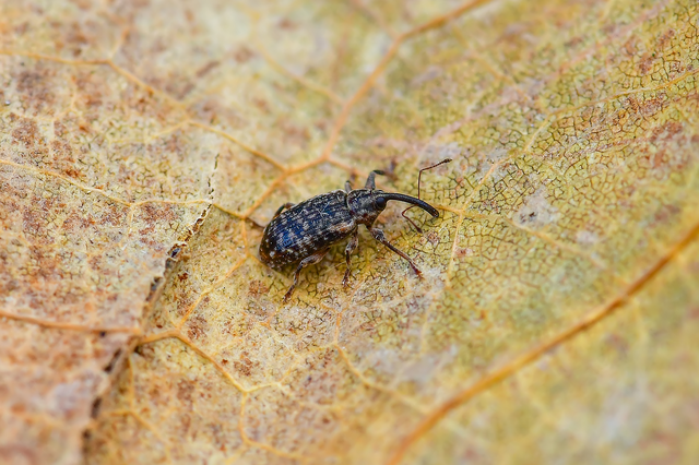 Dorytomus dejeani - közönséges hangormányos