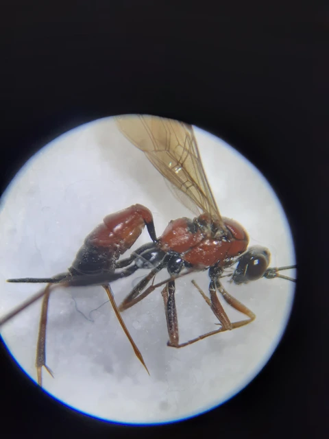 Ischnus agitator