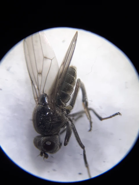 Parydra aquila