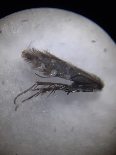Phyllonorycter medicaginella - somkóró-sátorosmoly