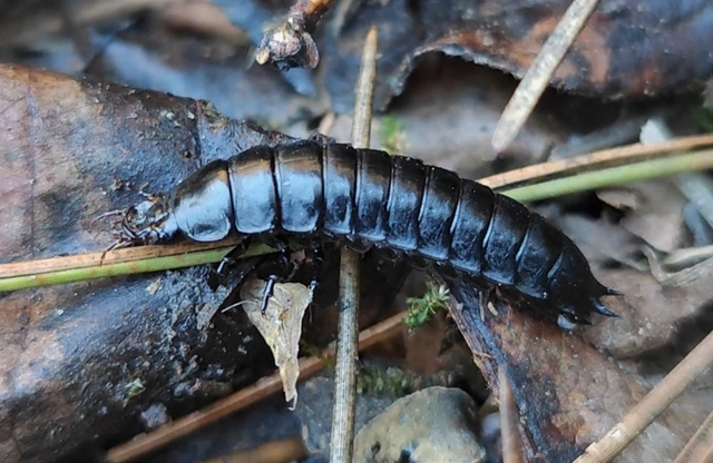 Carabus