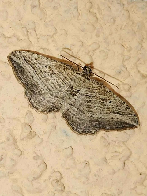 Costaconvexa polygrammata - soksávú araszoló