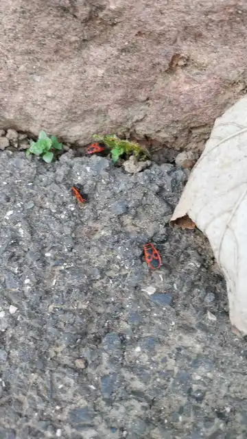 Pyrrhocoridae - verőköltő poloskák