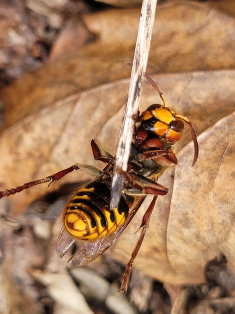Vespa crabro - lódarázs