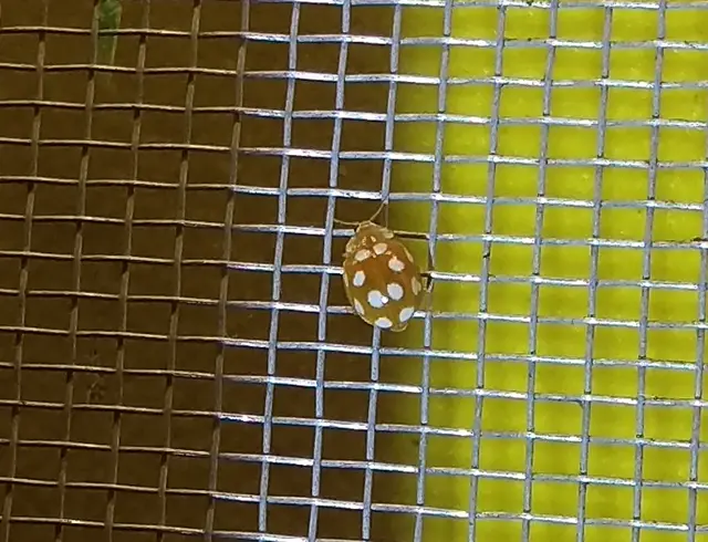 Vibidia duodecimguttata - tizenkétcseppes füsskata