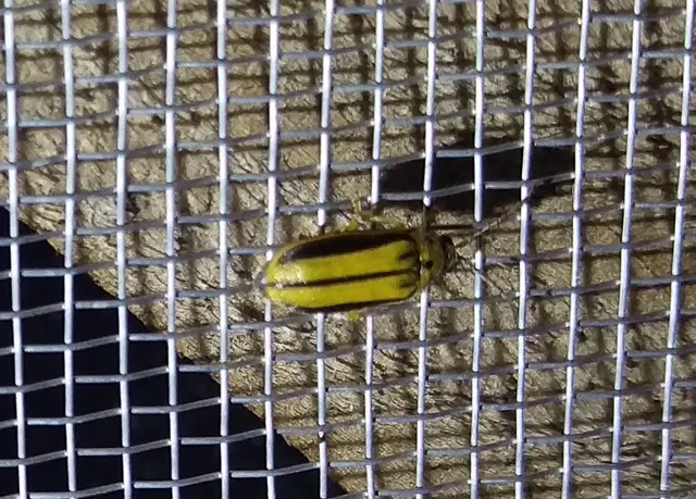 Xanthogalerucella luteola - szilfa-olajosbogár