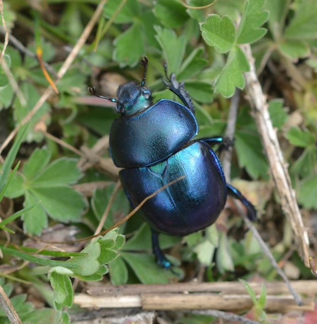 Trypocopris vernalis - tavaszi álganéjtúró