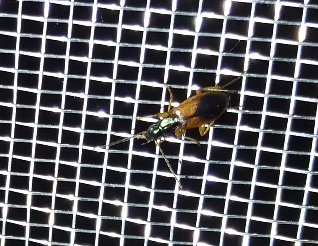 Anchomenus dorsalis - hátfoltos kisfutó
