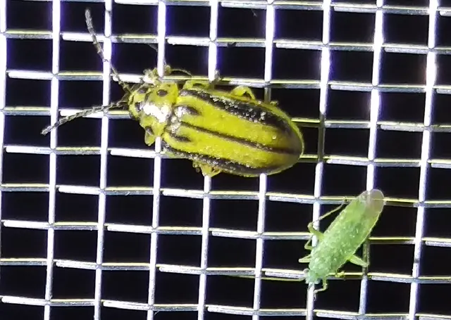 Xanthogalerucella luteola - szilfa-olajosbogár