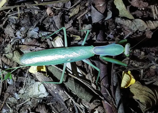 Hierodula tenuidentata - óriás ázsiai imádkozósáska