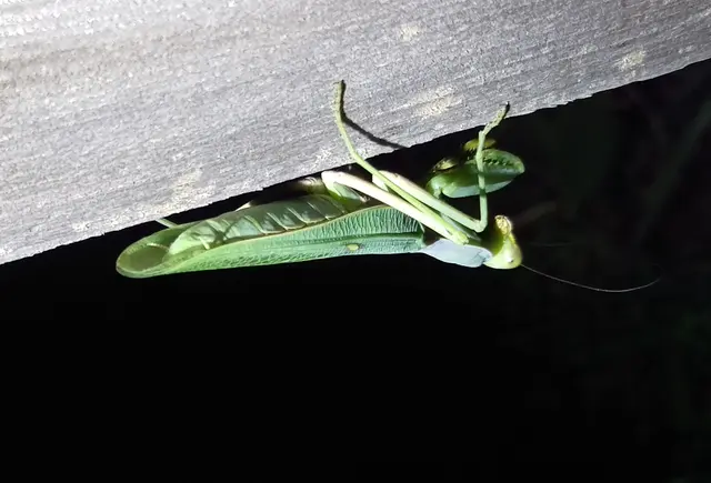 Hierodula tenuidentata - óriás ázsiai imádkozósáska