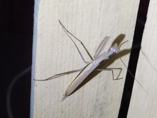 Mantis religiosa - imádkozósáska