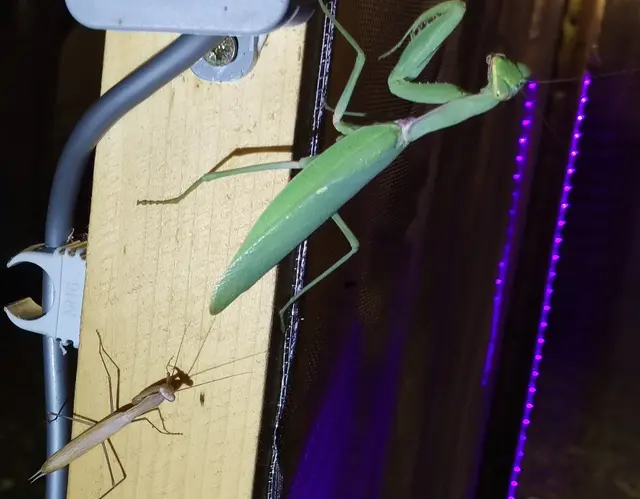 Mantis religiosa - imádkozósáska