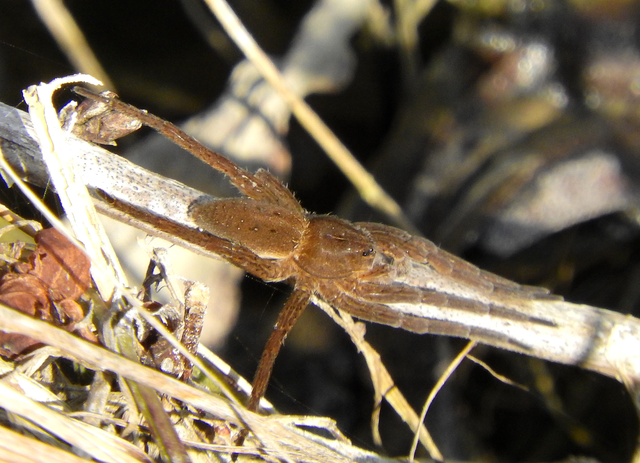 Dolomedes plantarius - parti vidrapók