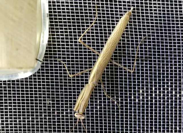 Mantis religiosa - imádkozósáska