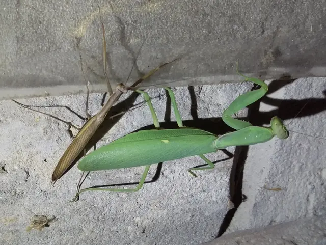 Mantis religiosa - imádkozósáska