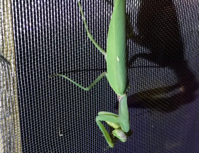 Hierodula tenuidentata - óriás ázsiai imádkozósáska