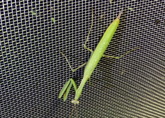 Mantis religiosa - imádkozósáska