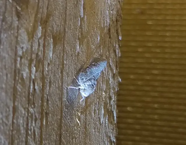 Metcalfa pruinosa - amerikai lepkekabóca