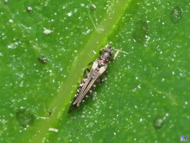 Thysanoptera - Tripszek