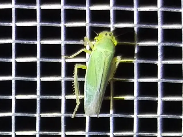 Cicadella viridis - méregzöld kabóca