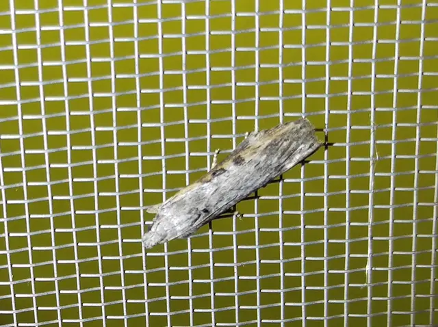 Lamoria