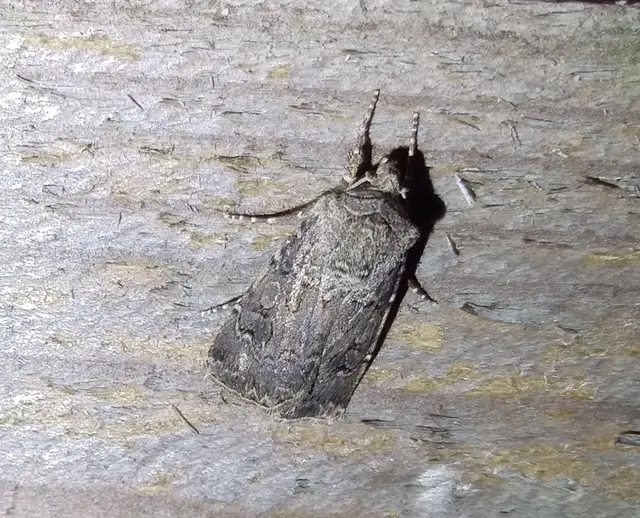 Agrotis bigramma - kétjegyű földibagoly