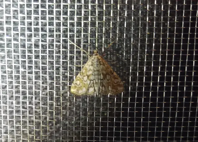 Elophila nymphaeata - tarka vízimoly