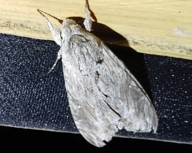 Agrius convolvuli - szulákszender