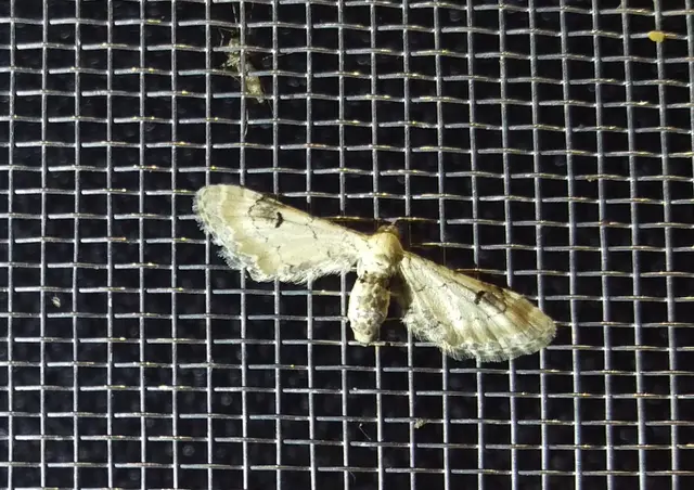 Eupithecia centaureata - búzavirág-törpearaszoló