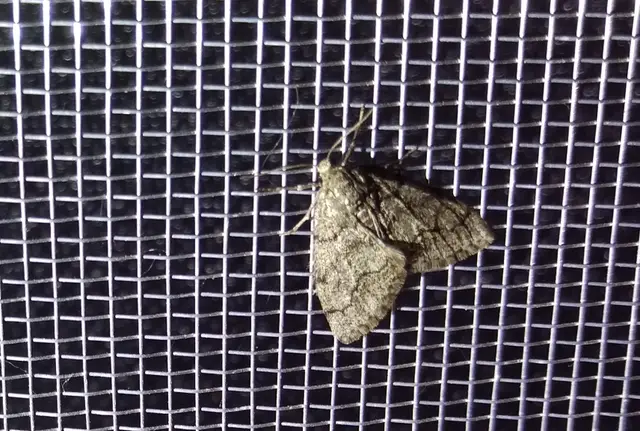 Tephronia sepiaria/Eumannia lepraria