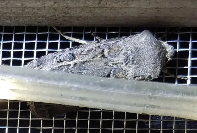 Agrotis bigramma - kétjegyű földibagoly