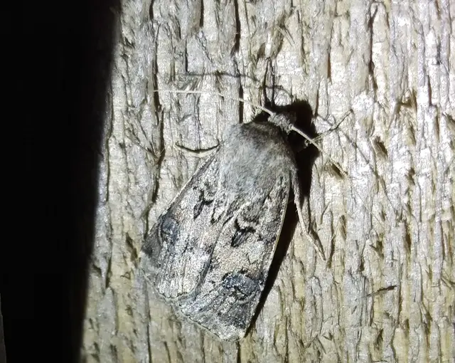 Agrotis bigramma - kétjegyű földibagoly