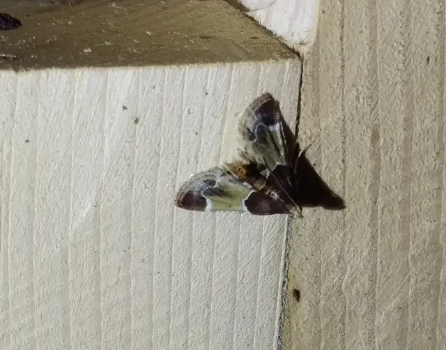 Pyralis farinalis - lisztilonca