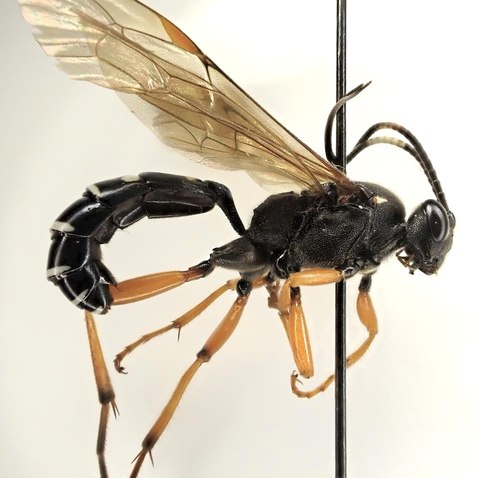 Diphyus quadripunctorius