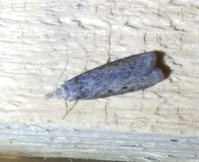 Lamoria