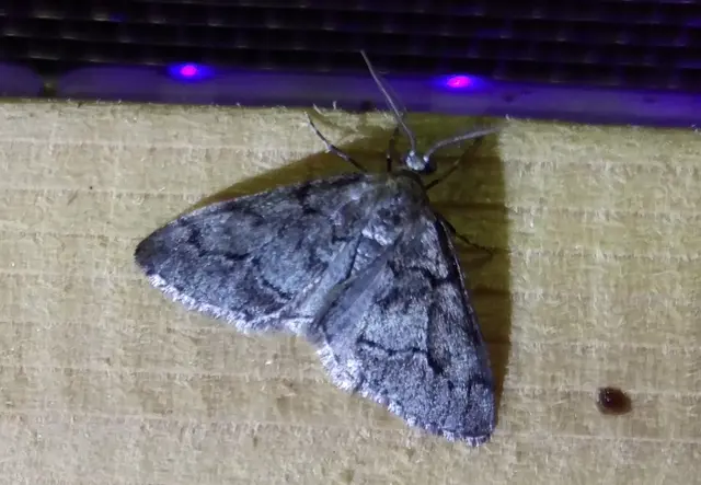 Tephronia sepiaria/Eumannia lepraria