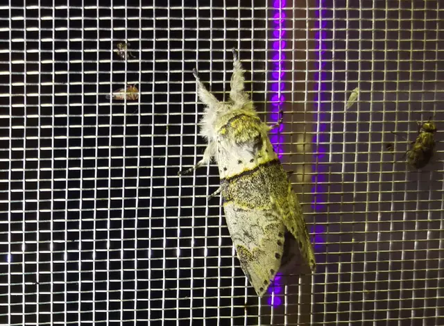 Furcula bifida - kis púposszövő