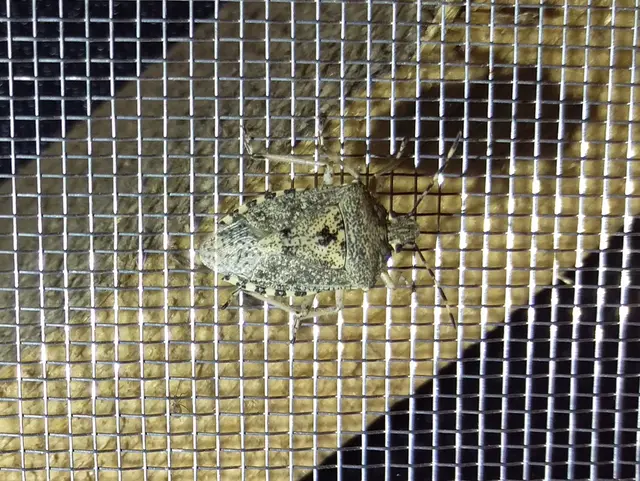 Rhaphigaster nebulosa - bencepoloska