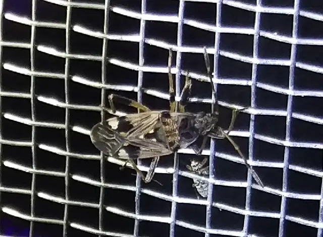 Beosus maritimus - homoki bodobács