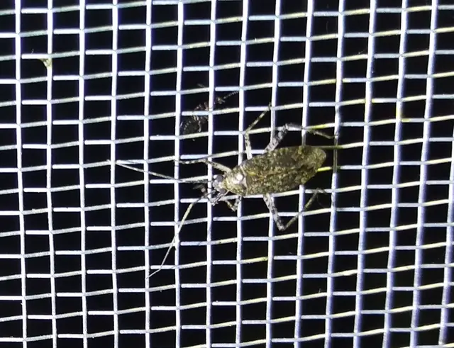 Phytocoris